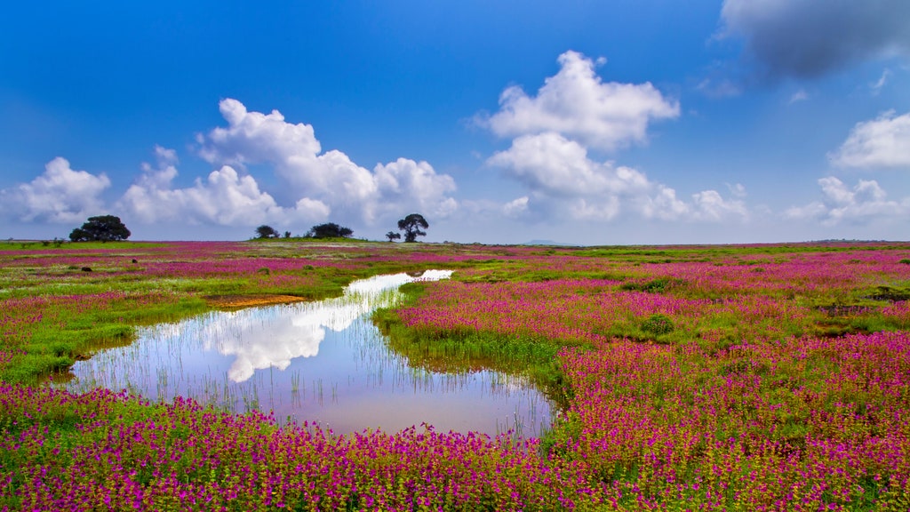 Kaas Pathar – Valley of Flowers